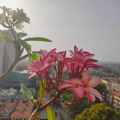 @yoanisanchez - Twitter Account Stats