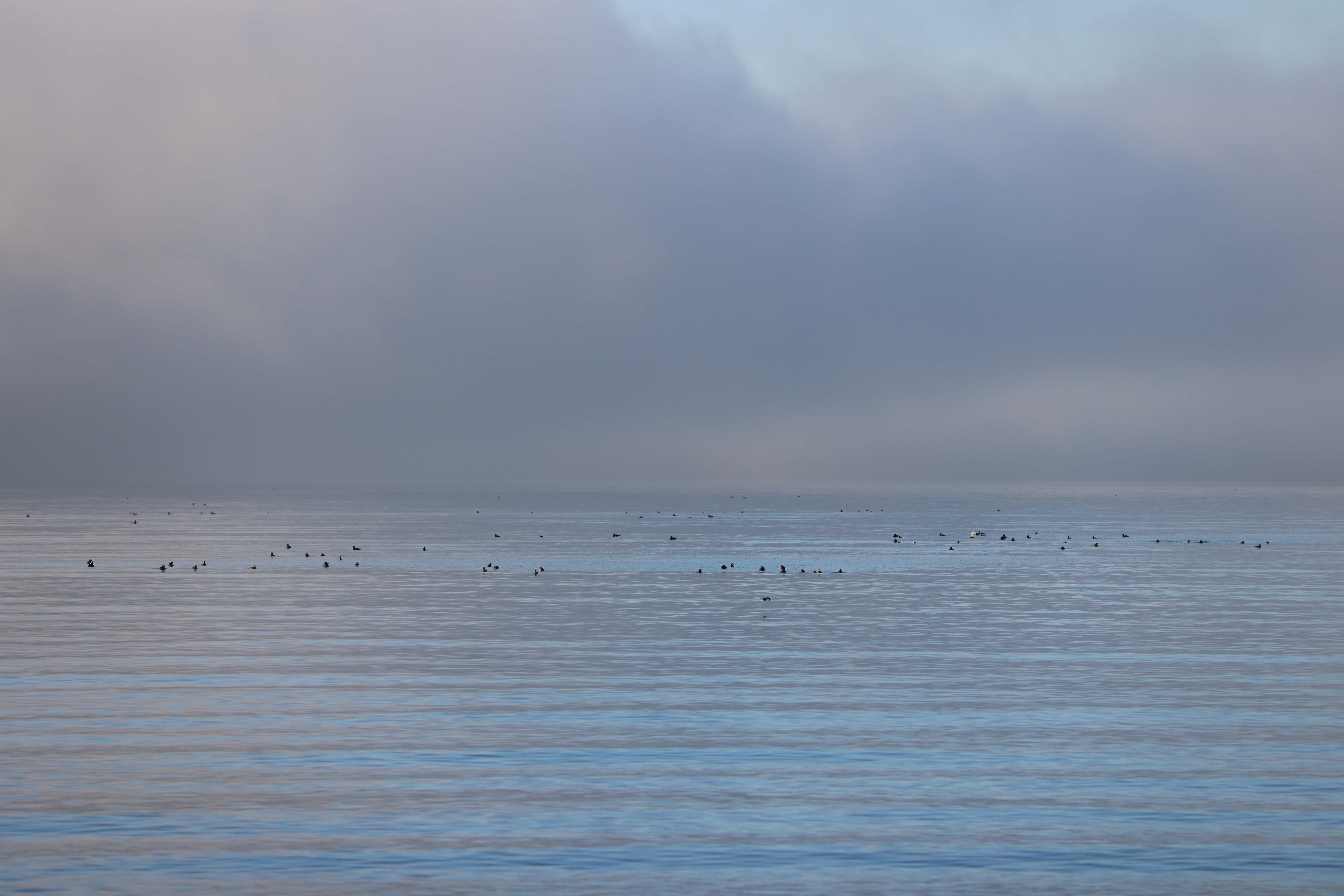 Boundary Bay near White Rock has been designated as a part of the Western Hemisphere Shorebird Reserve Network.