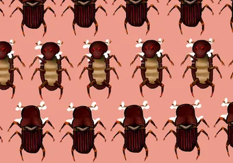 20171030_kristine_ho_beetles_science_4.png