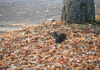 Squirrel Fall Autumn