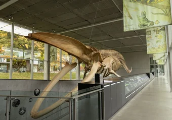 beaty whale skeleton