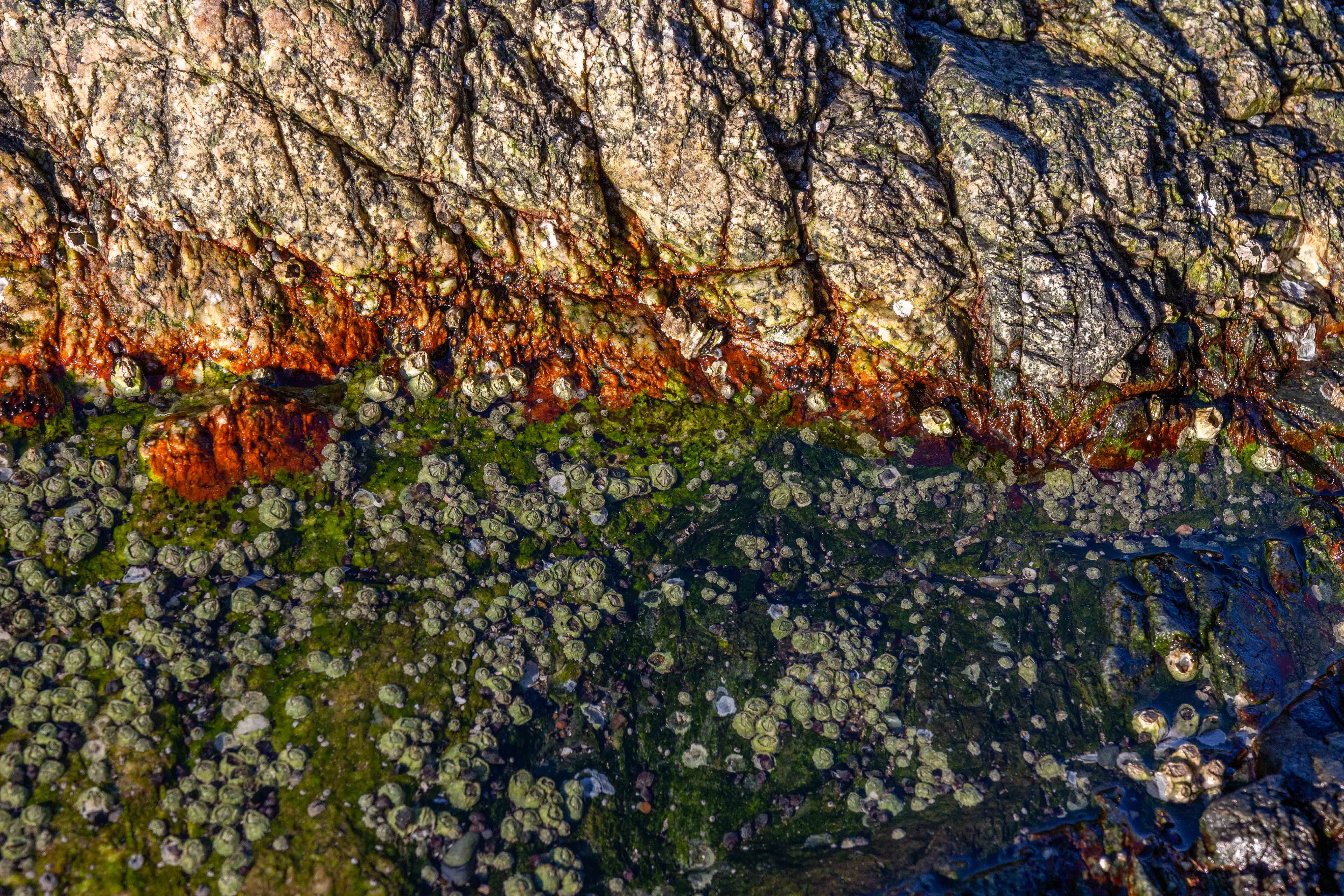 After sea otters were removed from the system, benthic organisms like urchins, sea stars, clams and sea cucumbers experienced unchecked population growth.