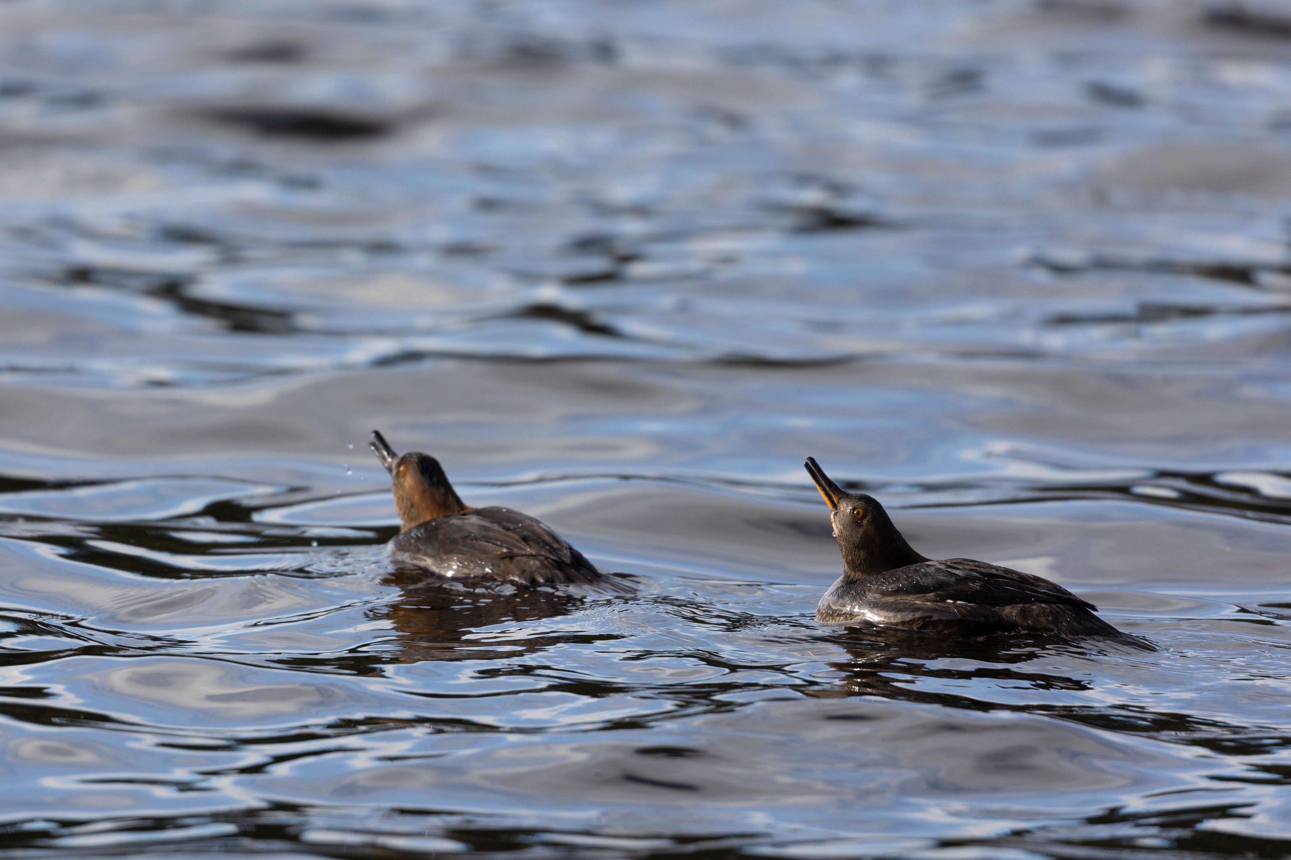 Hooded Merganser