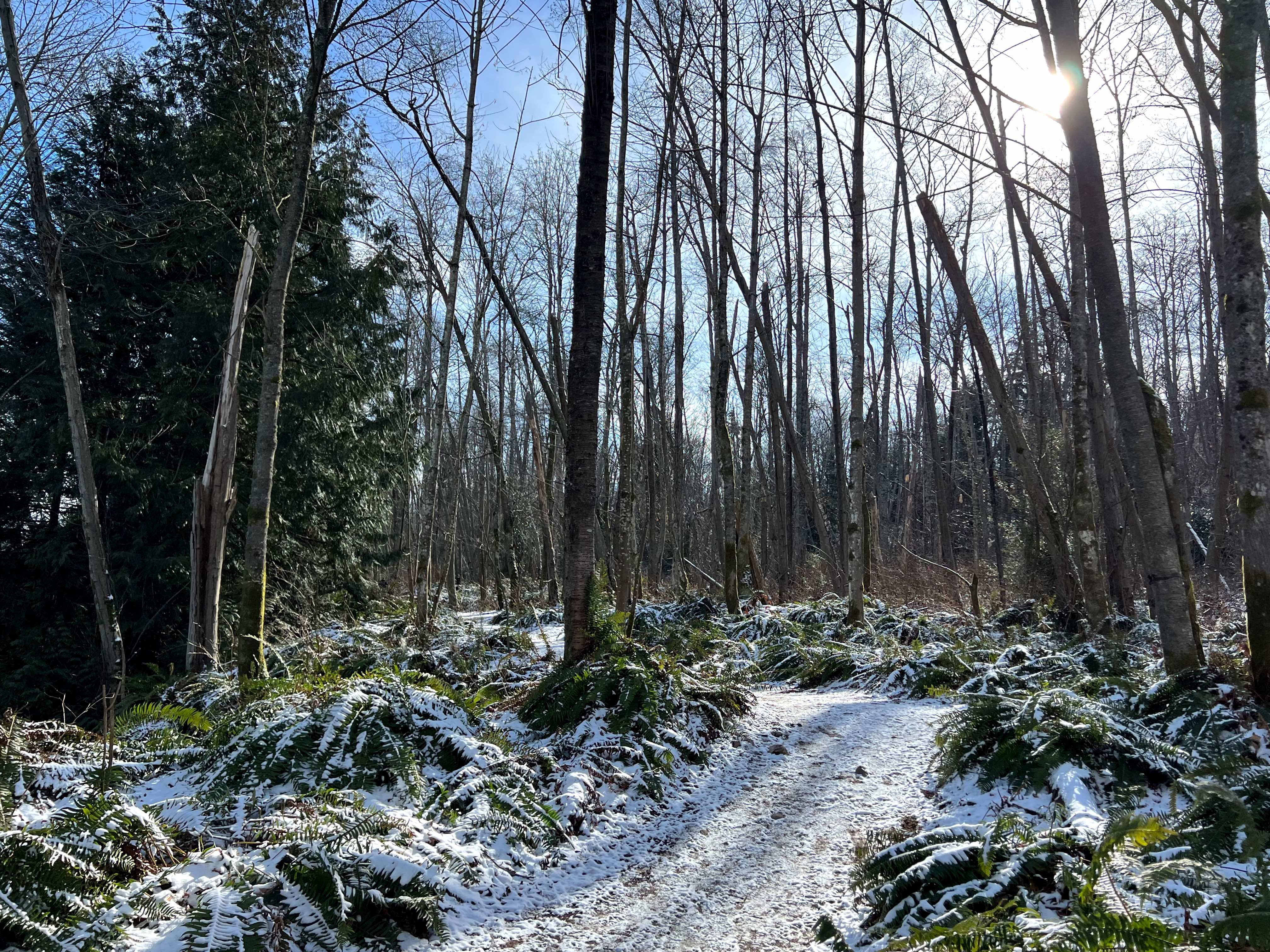 The trees were so tall, the ferns so lush and the paths twisted and turned in a way that gave me the feeling of a little kid on an adventure.