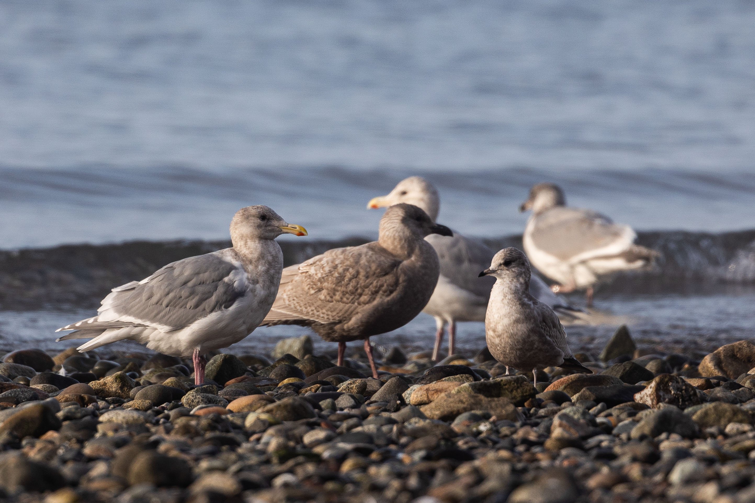 Glaucous-winged gulls & short billed gull