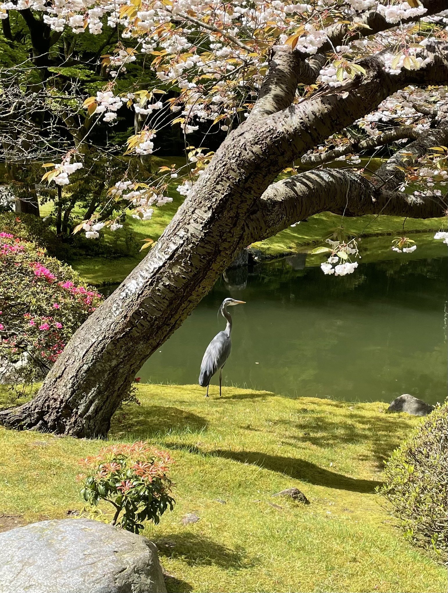 Enchanted by the heron, a decade apart