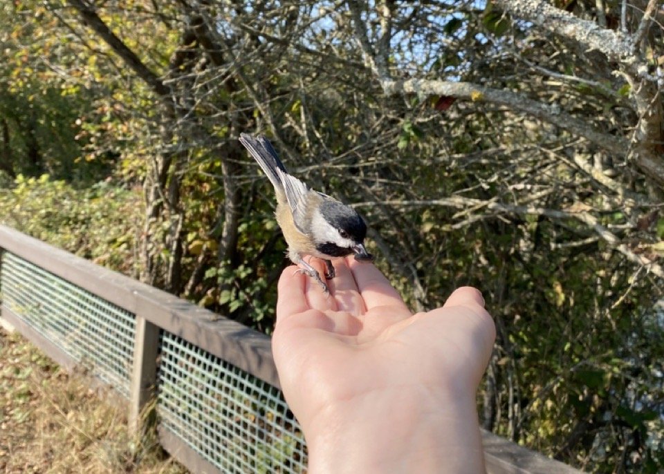 Befriending a black-capped chickadee.