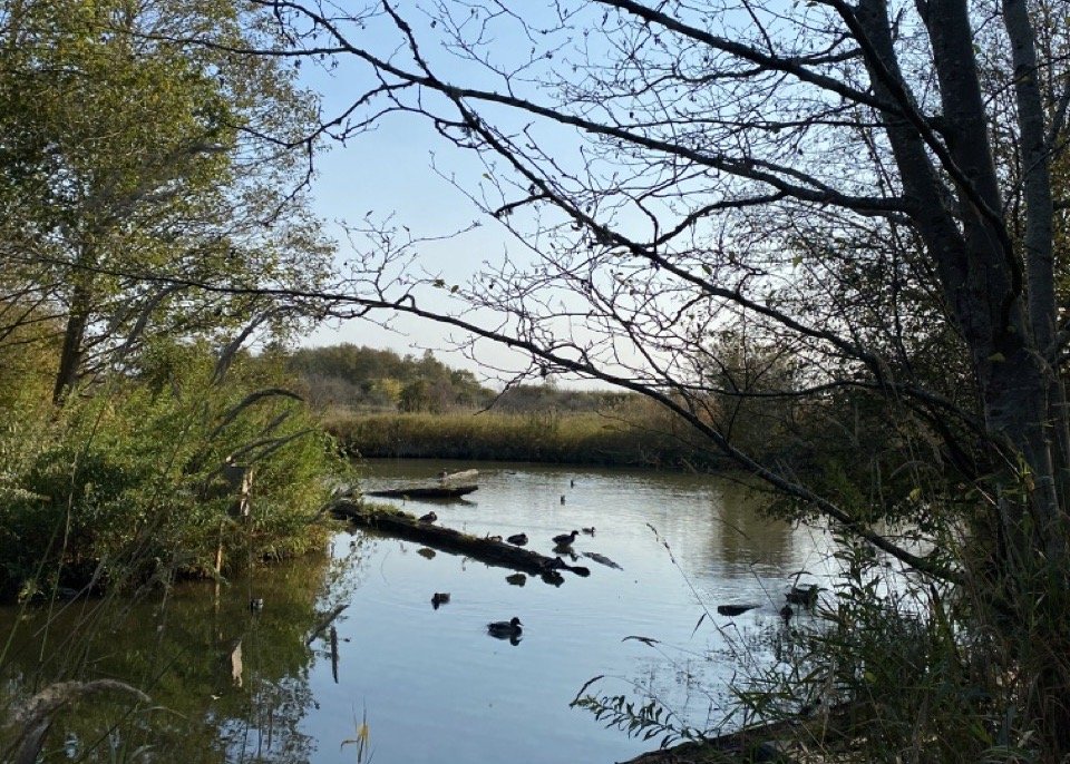 The duck pond at Reifel.