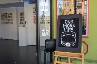 A sign saying one more life with a cat on it, in front of a gallery of sticky notes