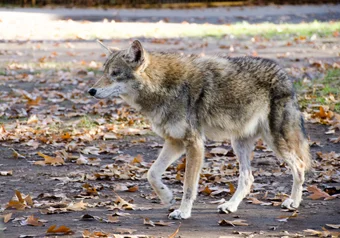 Coyote_20141115_Steven-Durfee-2.jpg