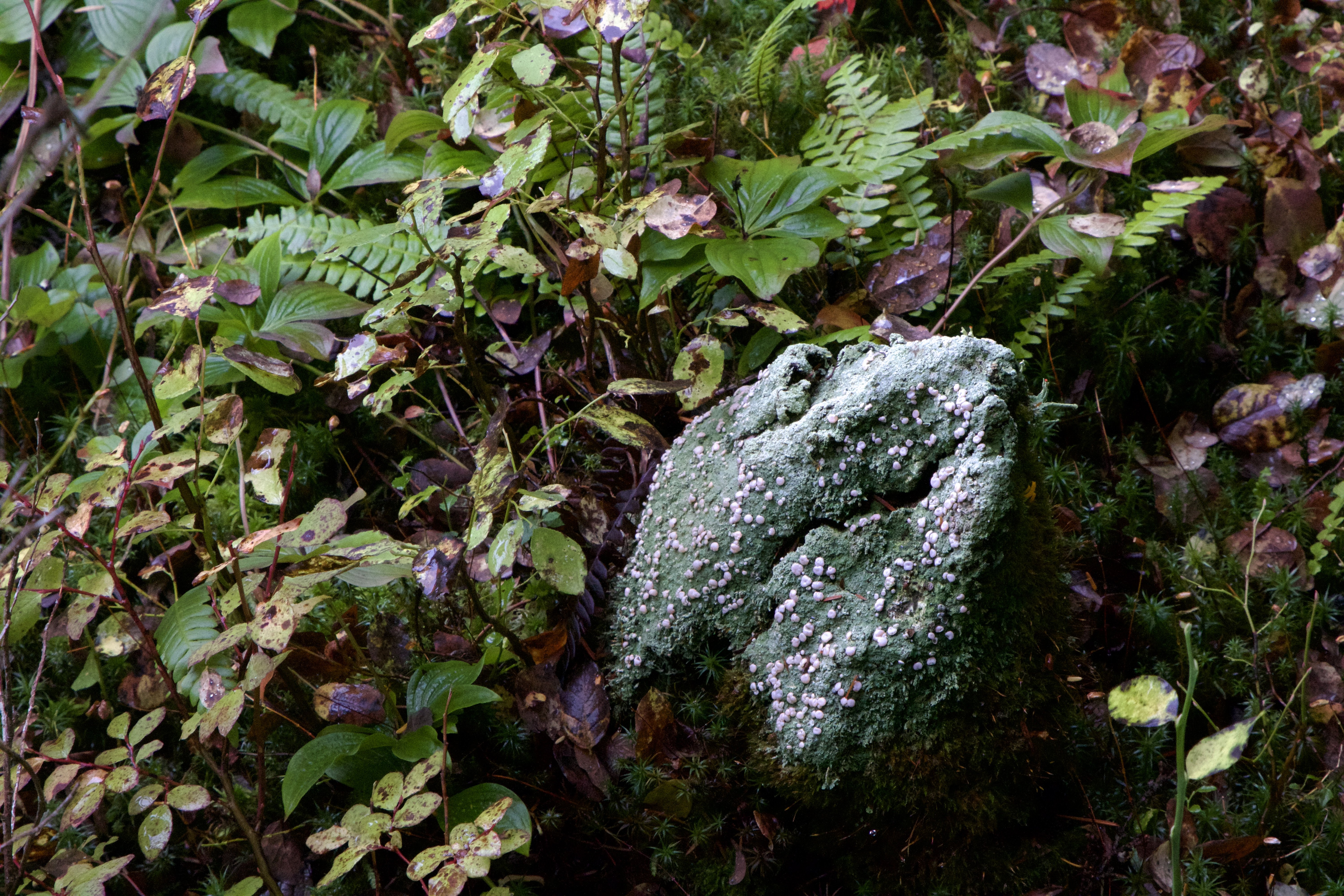 The bog’s unique environment allows plants that adapt to its conditions to survive without competition.