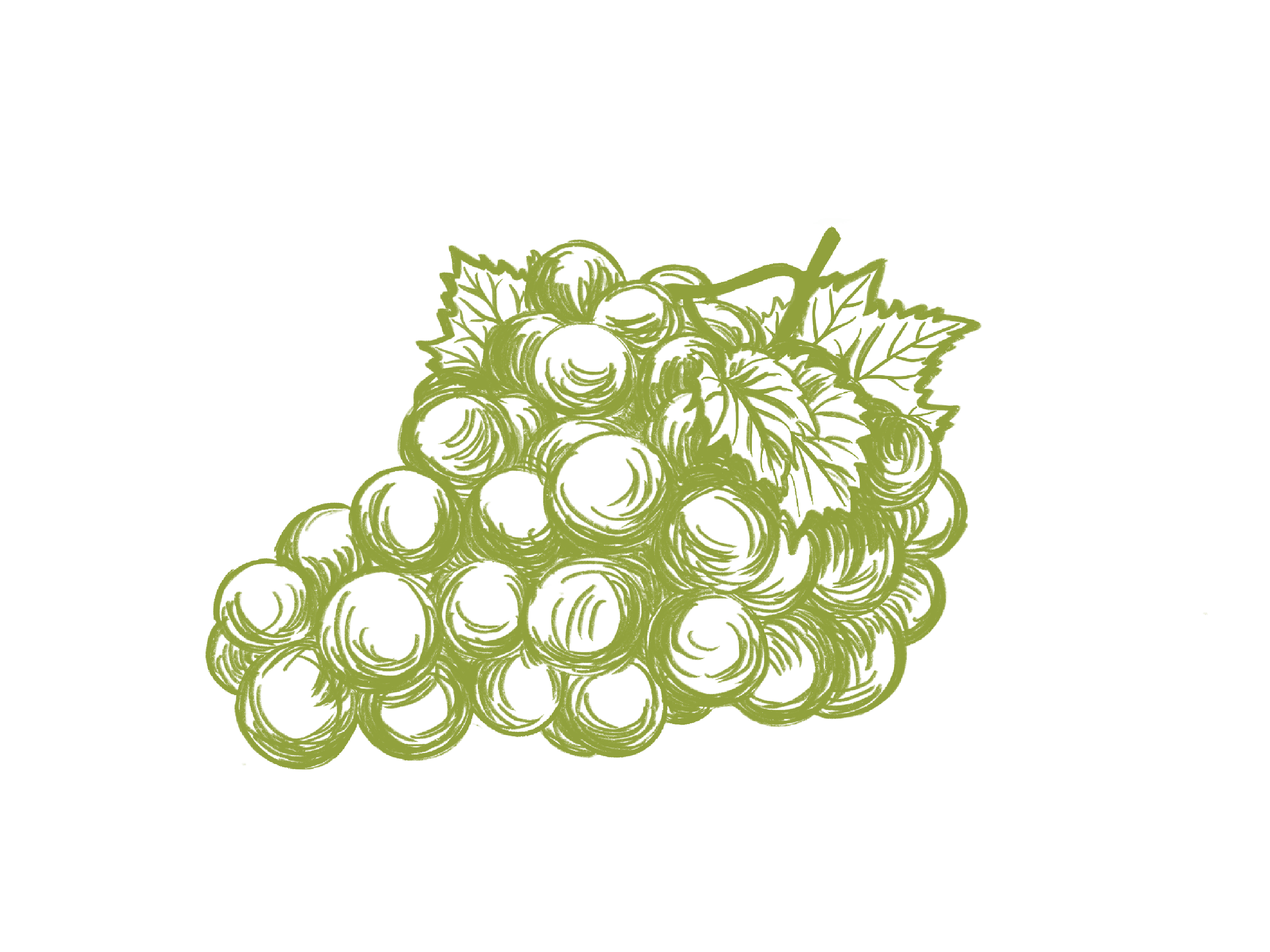 Zandberg’s research is honing in on ways to protect crops from volatile phenols, like looking at how grape cuticular wax protects grapes from heat waves..