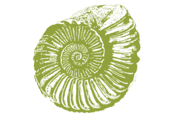 b guo ammonite oct 2023