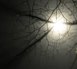 A light behind several shadowy branches.