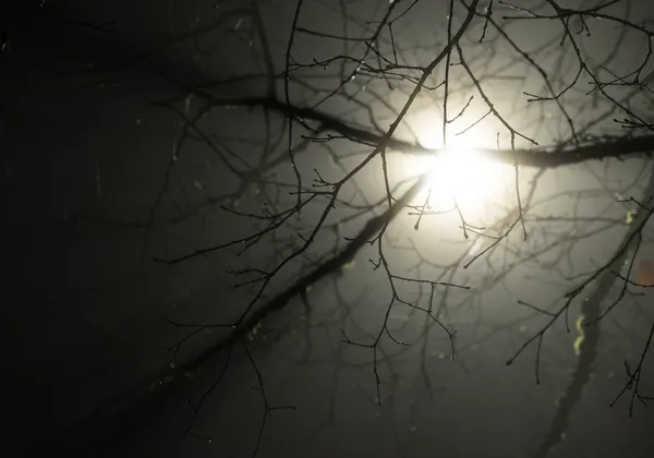 A light behind several shadowy branches.