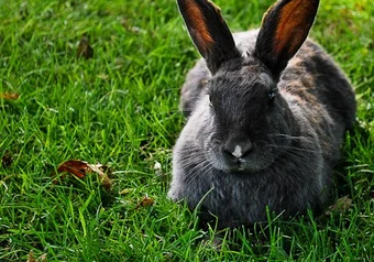 Rabbit_20100902__Gemma-Karstens-Smith.jpg