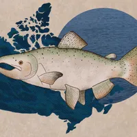A chinook salmon in front of the outline of Canada.