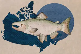 A chinook salmon in front of the outline of Canada.