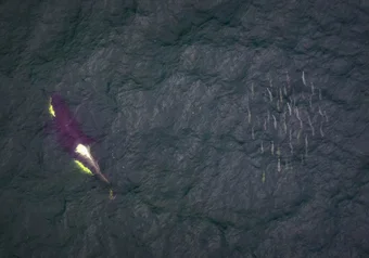 drones_orcas_courtesy_keith_holmes_hakai_institute