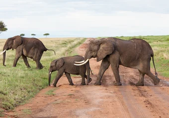 elephants-Matt-Biddulph.flick_1.jpg