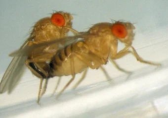 fruit_fly_fucking_Image_Editorflickr.jpg