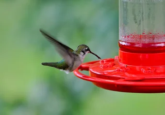 hummingbird_likeaduckflickr.jpg