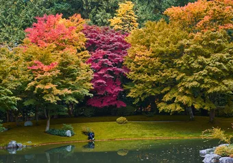 Fall in Nitobe garden. We need a break because the weather