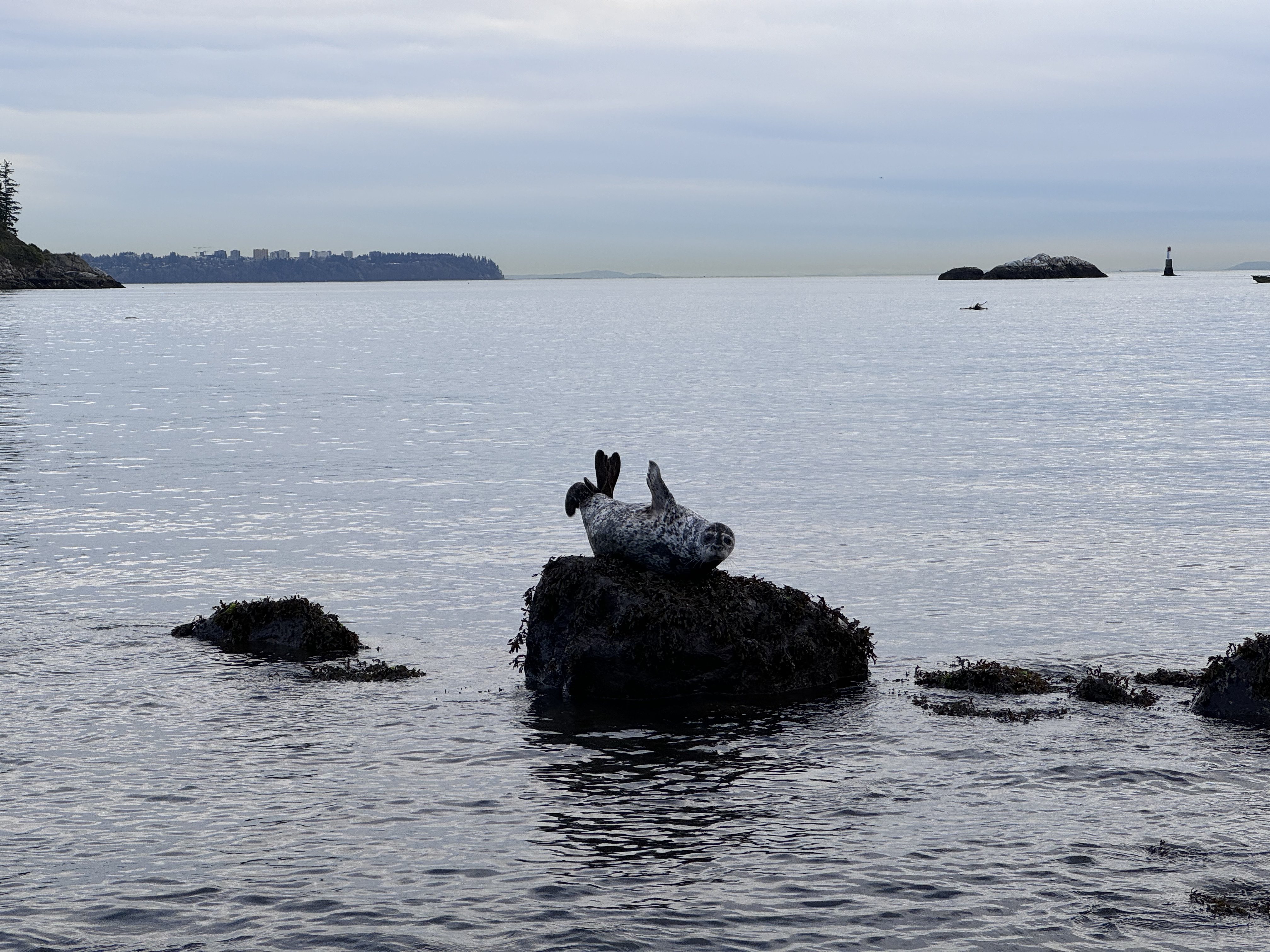 A harbour seal poses, the silhouette of UBC in the background.