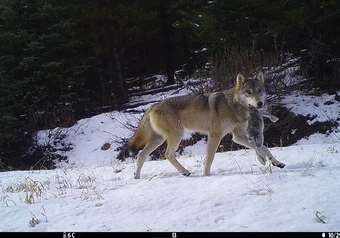 camera trap 1