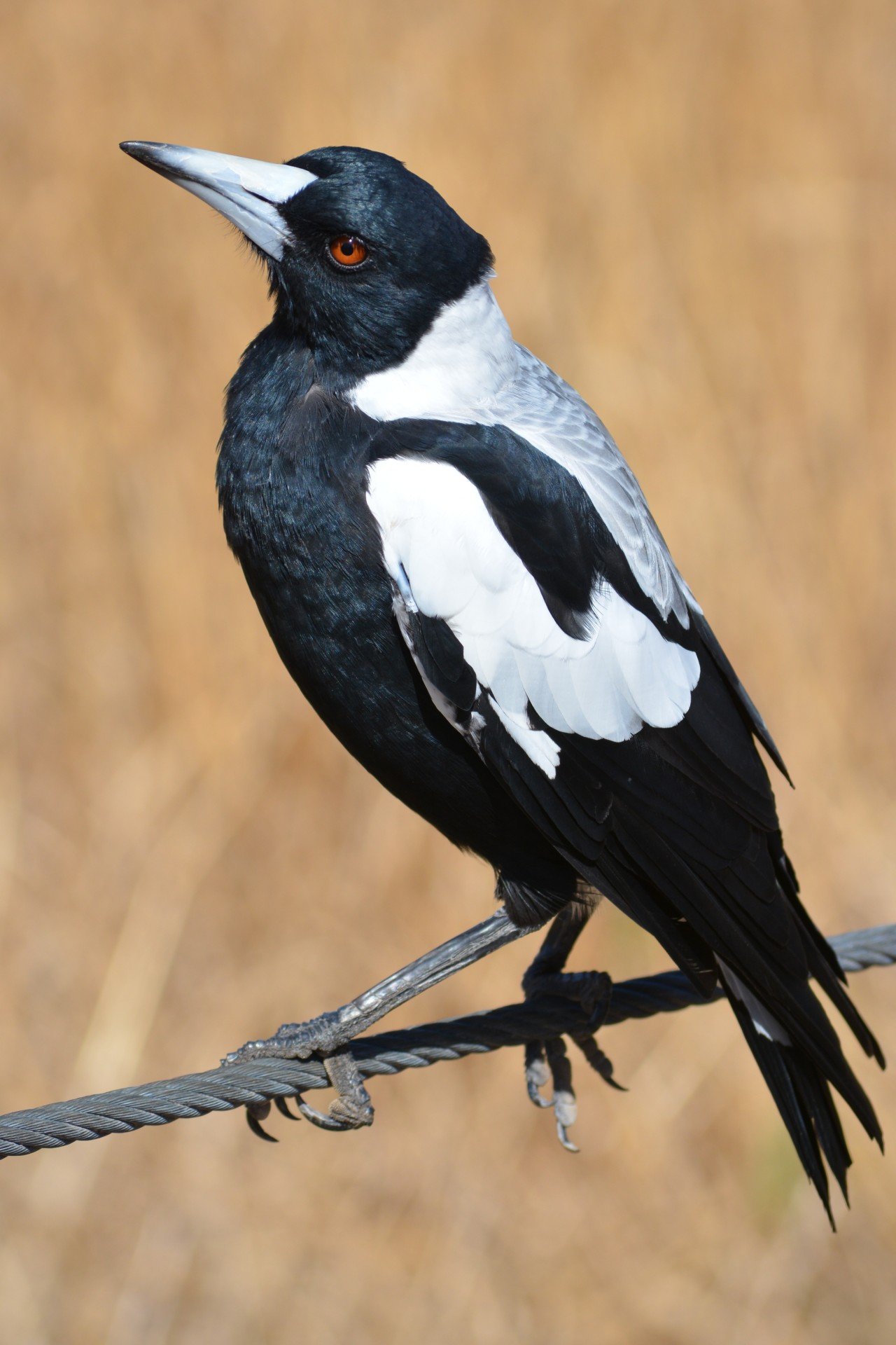 Australian magpies actually have little in common with the English birds of the same name.