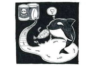 orcas_and_toxins_hinako_kaneyama