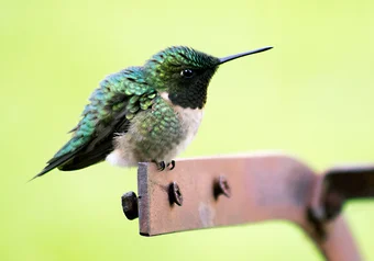 lil hummingbird