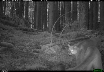 BC Parks Closure Animal Images