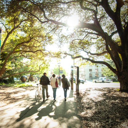 Color photo of three figures, viewed from behind, strolling through the sunlit eucalyptus grove