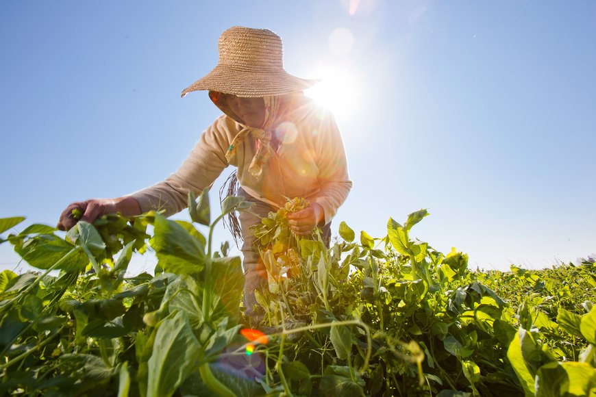 Field worker