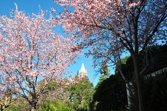 Photo of cherry blossoms with the top Campanile visible above green trees