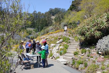 Image of a pathway at the UC Botanical Garden showcasing plants with blue sky above.