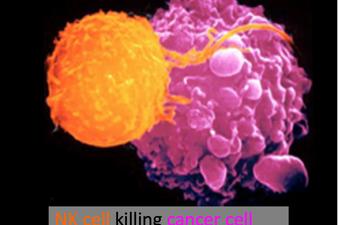 Image of an NK cell killing a cancer cell