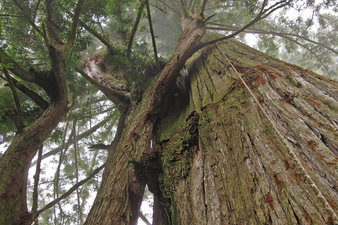 Picture of a redwood tree from below