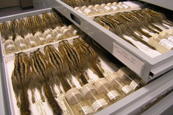 photograph of drawer of chipmunk specimens