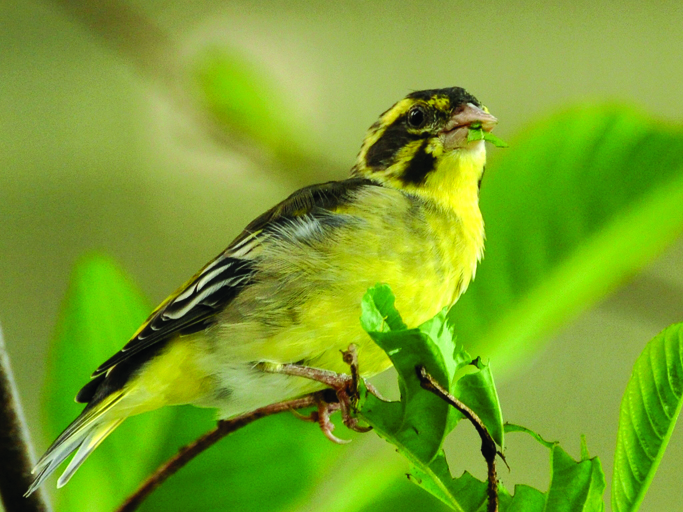 Once Abundant Yellow-Breasted Bunting Declines Rapidly Research shows unsustainable hunting in recent times is the main cause