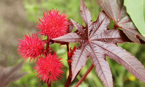 Castor Oil Plant