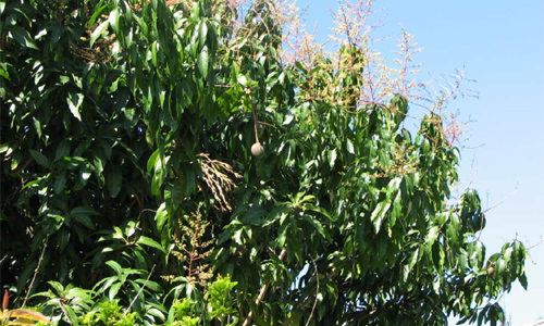 Health Benefits Of Mango Tree