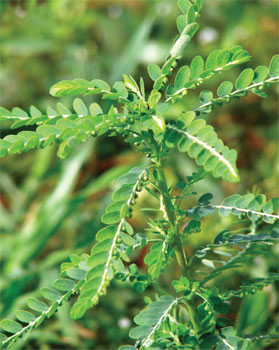 Phyllanthus Niruri/Bhumi Amla