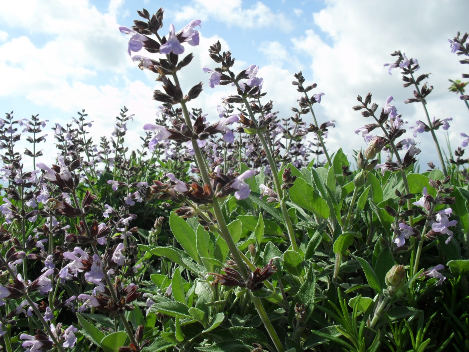 Herb Sage