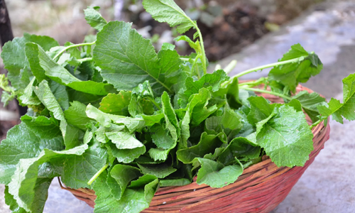 Mustard Greens