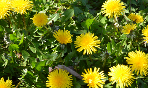 Dandelion Herb