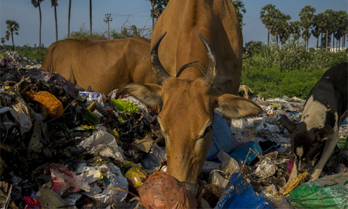 Banning Manufacture and Sale of Plastic Bags