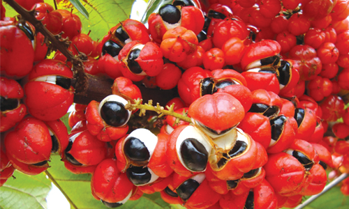 Guarana