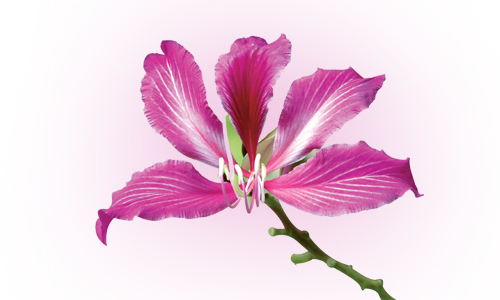 Red Bauhinia Variegata